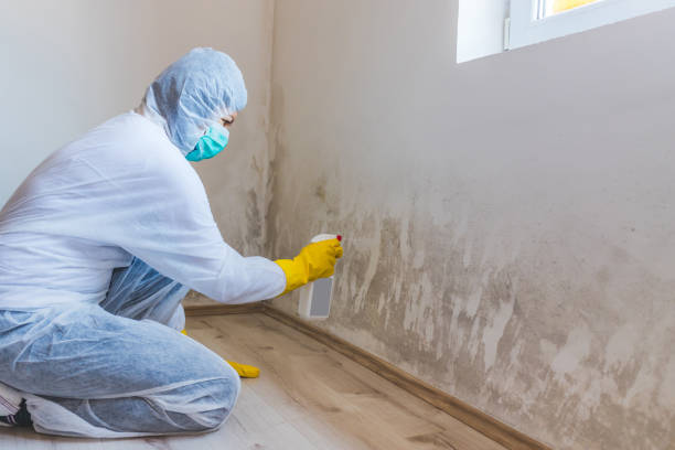 Attic Mold Removal in Trent Woods, NC