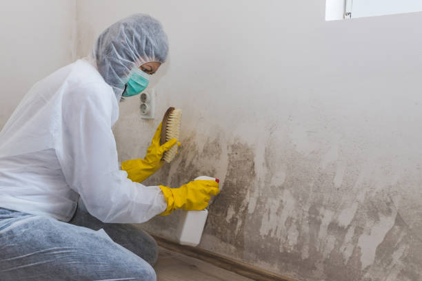 Best Local Mold Removal Service  in Trent Woods, NC