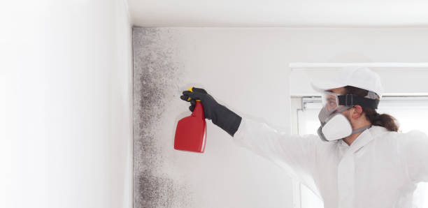 Best Mold Damage Repair  in Trent Woods, NC
