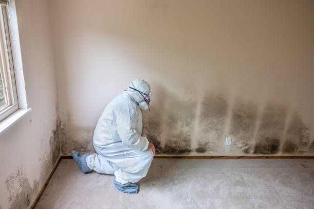 Best Fast Mold Removal  in Trent Woods, NC