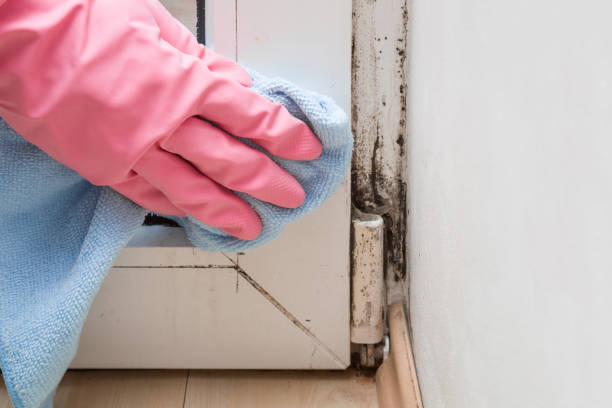 Best Mold Removal Company Near Me  in Trent Woods, NC