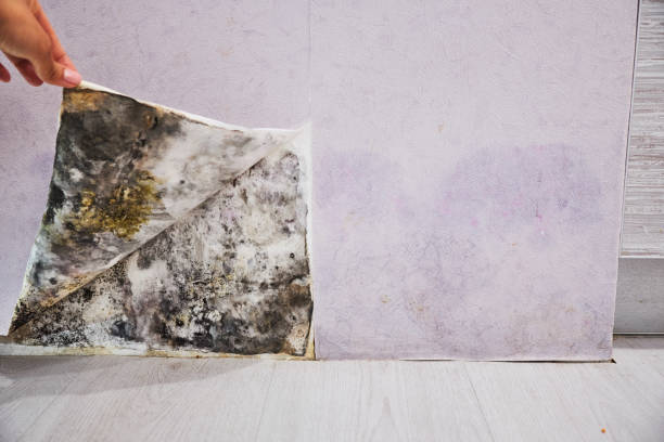 Best Residential Mold Removal  in Trent Woods, NC